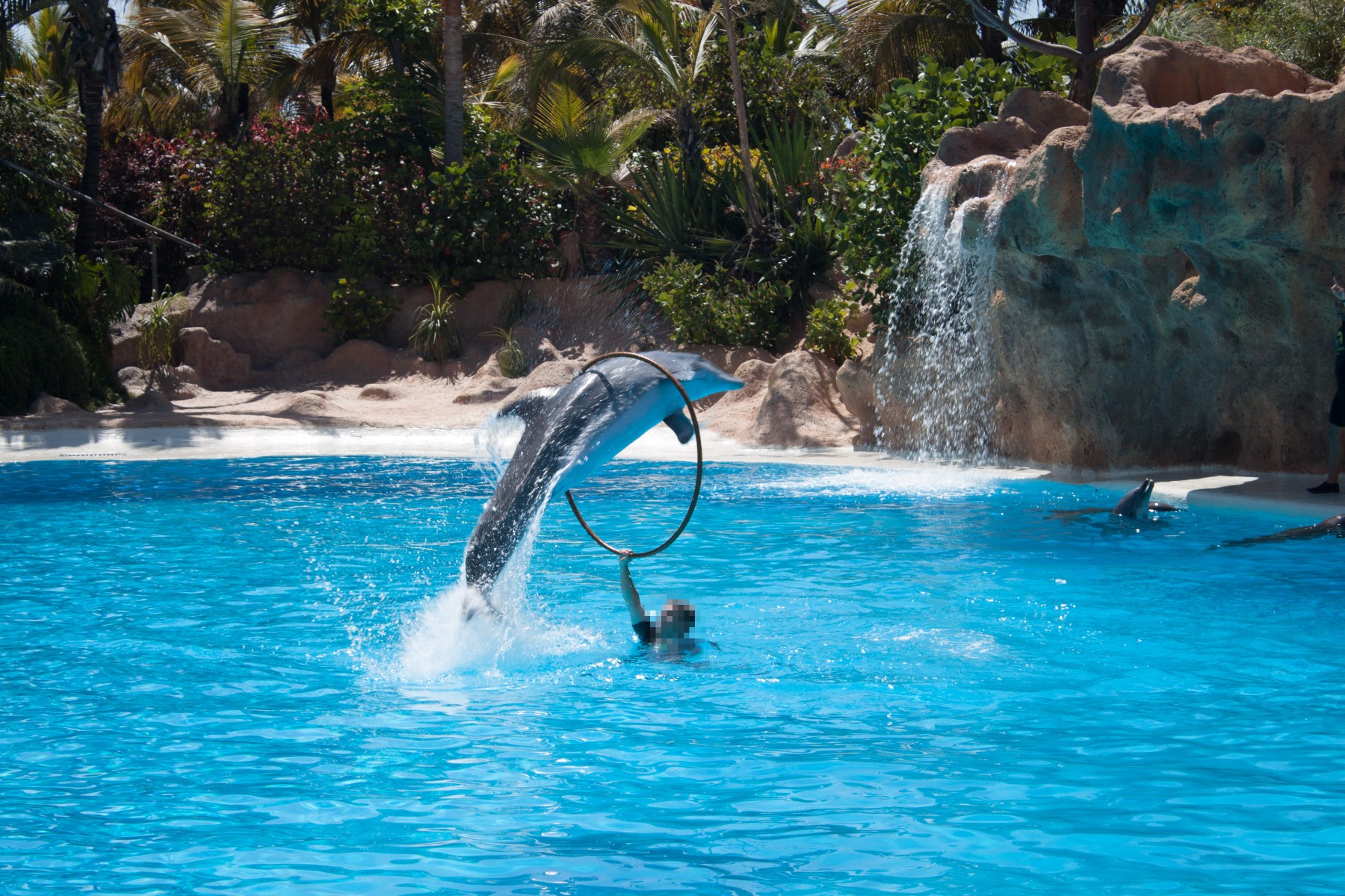 Dolphin at a dolphin show jumping through a hoop held by a handler