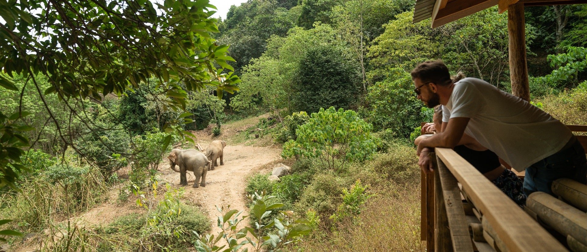 Elephants at a high-welfare venue