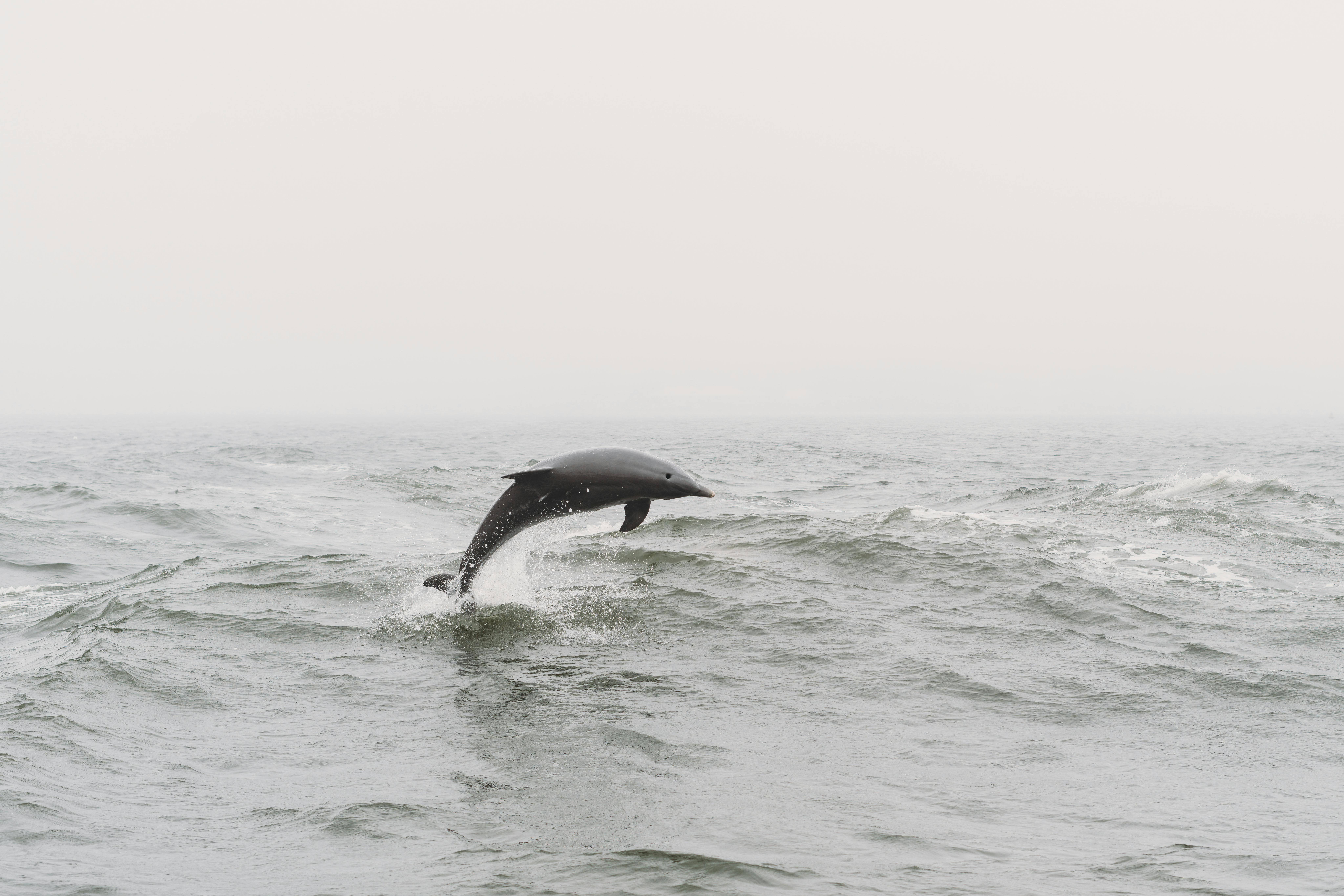 View of a Dolphin Jumping above the Water Surface