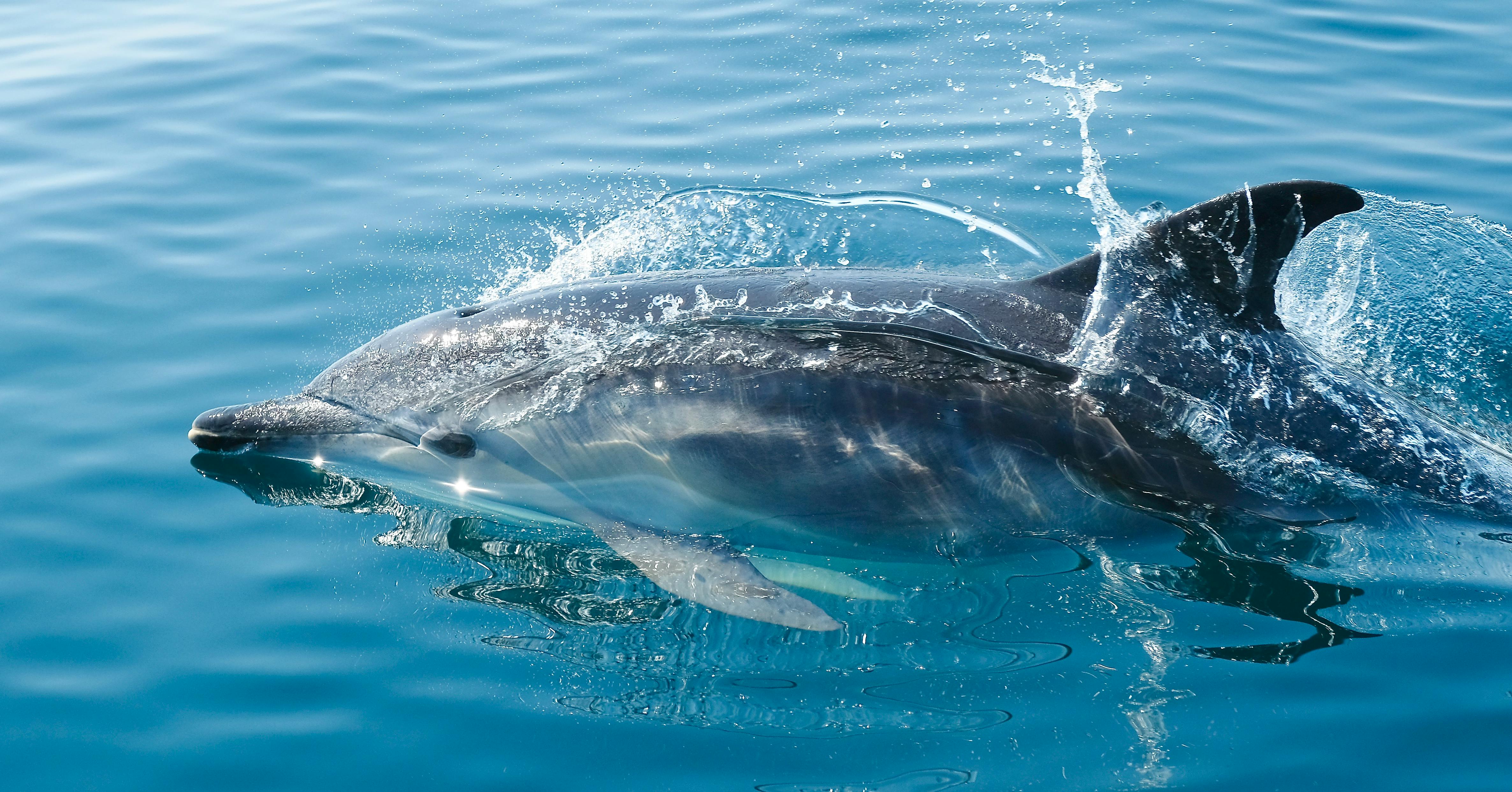 A dolphin in the wild swimming at the surface